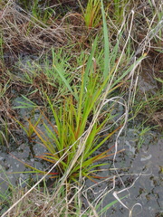 Philydrum lanuginosum