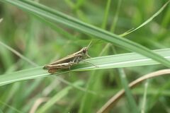 Chorthippus maritimus maritimus
