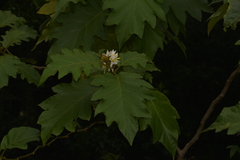 Solanum chrysotrichum
