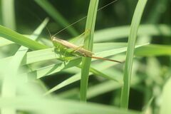 Conocephalus exemptus