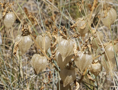 Physalis neomexicana
