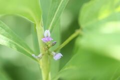 Glycine max soja