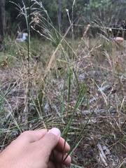 Panicum repens