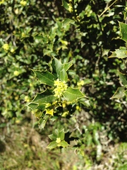 Maytenus ilicifolia
