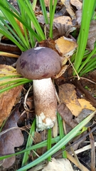 Leccinum duriusculum
