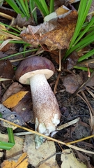 Leccinum duriusculum