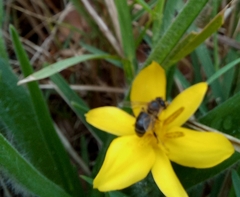 Hypoxis hemerocallidea