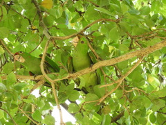 Psittacara holochlorus