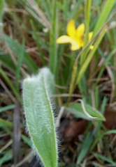 Hypoxis hemerocallidea