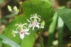 Tricyrtis macropoda