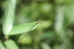 Aciagrion migratum