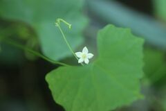 Zehneria japonica