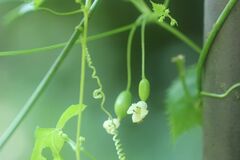 Zehneria japonica