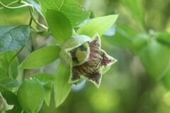 Codonopsis lanceolata