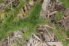 Asparagus suaveolens