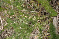 Asparagus suaveolens