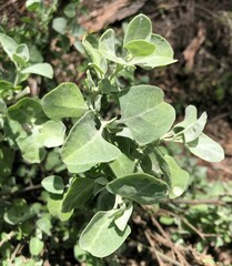Atriplex nummularia
