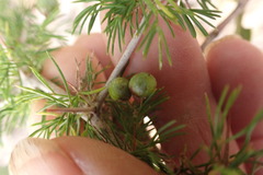 Asparagus suaveolens