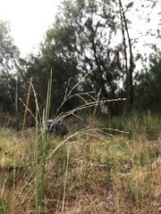 Panicum repens