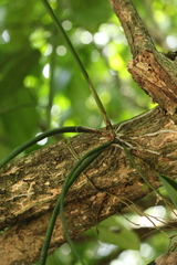 Trichocentrum cebolleta