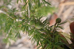 Asparagus suaveolens