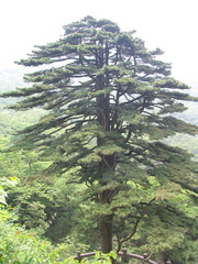 Pinus hwangshanensis