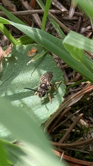 Halictus confusus