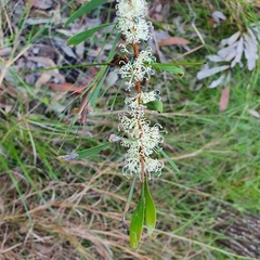 Hakea florulenta