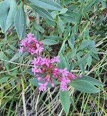 Centranthus