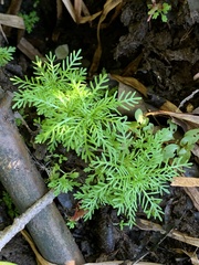 Proserpinaca pectinata