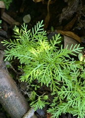 Proserpinaca pectinata