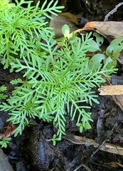 Proserpinaca pectinata