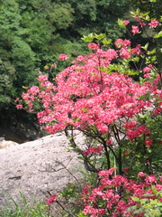 Rhododendron anwheiense
