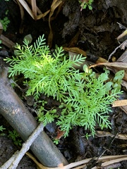 Proserpinaca pectinata