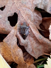 Pinthaeus sanguinipes