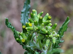Senecio hispidulus