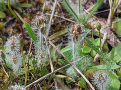 Plantago bellardii