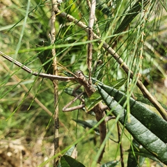Anchiale austrotessulata
