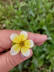 Bidens aurea