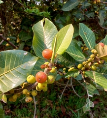 Ficus lutea