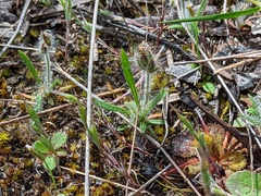 Plantago bellardii