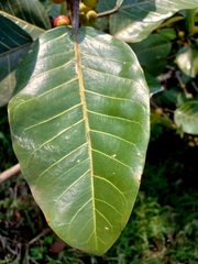 Ficus lutea