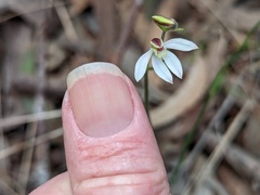 Caladenia prolata