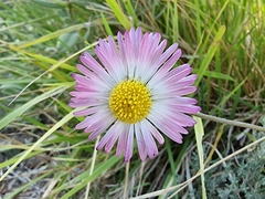 Bellis sylvestris