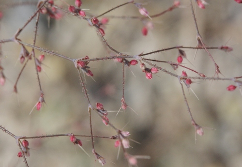 Oxytheca dendroidea