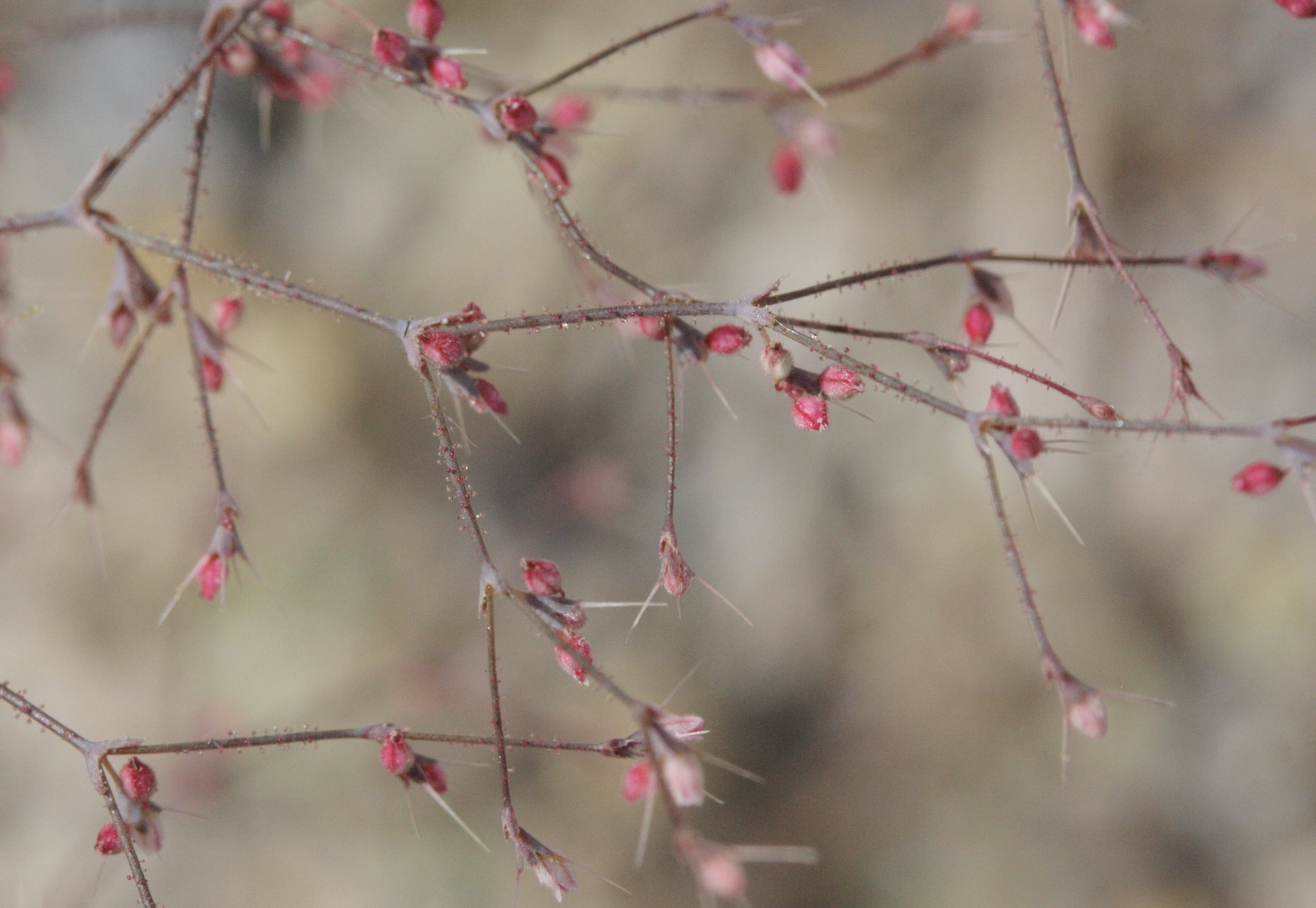 Oxytheca dendroidea