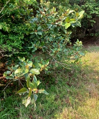 Ficus lutea