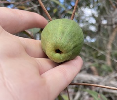 Apiomorpha variabilis