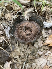 Scleroderma polyrhizum
