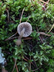 Mycena galericulata